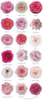 varieties of pink garden roses garden