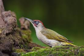 8 Green Woodpecker Facts You Need To Know Discover Wildlife