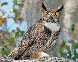 great horned owl is a winter caller