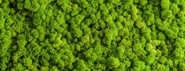 10 Scientific Benefits Of Moss Walls
