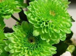 beautiful color green flowers nature