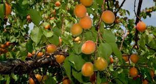 Kayısıda monilya tehlikesi | tarlasera