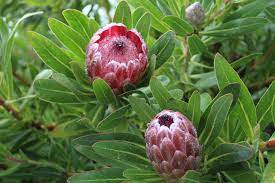Protea /ˈproʊtiːə/ is both the botanical name and the english common name of a genus of south african flowering plants, also called sugarbushes (afrikaans: . Proteas Das Protea Blume Kostenloses Foto Auf Pixabay