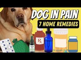 dog in pain 7 effective home remes