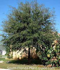 live oak tree