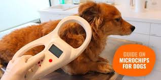 A pet microchip scanner is a handheld device that is able to read the registration number or code from a microchip. Dog Microchipping Pet Identification Procedure Price Faq Reviews
