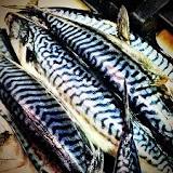 Does mackerel taste fishy?