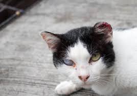 cat eye infections treatment you can do