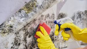 treat mold in your basement