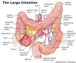 Large Intestine Diagram Healthiack