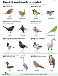 Goed gebekt | Vogelbescherming