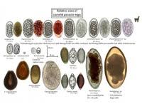 Human Parasite Identification Chart Pdf Protozoa