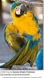 Image result for Macaw For Sale