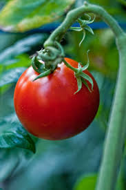 Tips For Growing Great Tomatoes