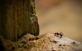 Wenn sie zur plage werden, geht der gute wille verloren. Zimt Gegen Ameisen Hilfreich Oder Nicht Plantura
