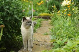 keep cats out of gardens and flowerbeds