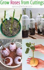 grow roses from cuttings 2 best ways