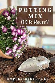 what to know before reusing old potting mix