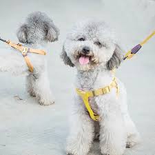 pet dog collar harness leash three