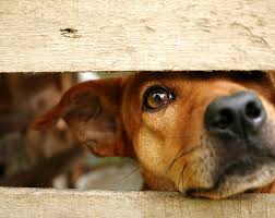 separation anxiety in dogs and cats