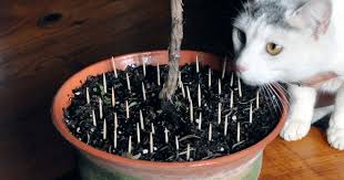 Take Care Mixing Cats Houseplants