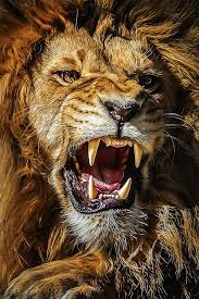 lion roar dangerous nature untamed cat