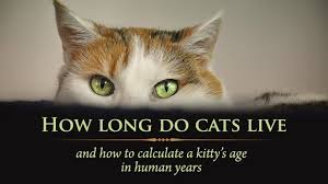 A female cat can be spayed at any age but it is best to conduct this operation as soon as the animal reaches sexual maturity and. How Long Do Cats Live And How To Calculate Your Kitty S Age In Human Years