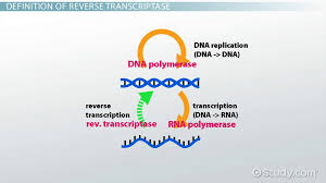 reverse transcriptase function