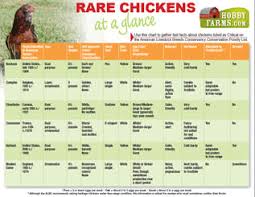 Rare Chickens At A Glance Hobby Farms