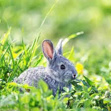 stop rabbits eating plants in the garden