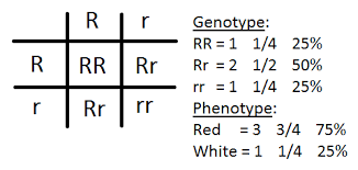 The punnett square is a square diagram that is used to predict the genotypes of a particular cross or breeding experiment. Punnett Square Practice Problems Incomplete Dominance Search Results News Today Punnett Squares Science Teaching