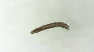 flea larvae how to treat them