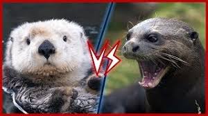 Wanna know the difference between sea otters and river otters. River Otter Vs Sea Otter You Otter Know Don Enright Cute766