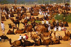 This fair helps in emphasizing the culture and traditional values that are imbibed in every heart of the people of rajasthan. Rajasthan Pushkar Camel Fair