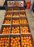 Do mandarins stay fresh longer in the fridge?