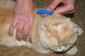 They usually prefer animal blood but they will think you look rather tasty if your cuddly pets you may have a removal method for fleas on dogs or perhaps a special cat flea treatment but while treating your pet, have you considered the possibility. Protect Your Cat And Home From Fleas