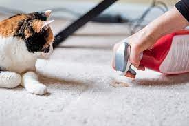 how to clean cat puke out of a carpet