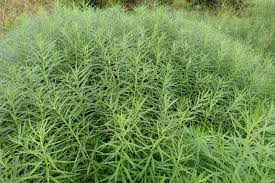 It has bright green fine textured foliage that looks great in the summer. Amsonia Hubrichtii Cure Nursery