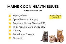 7 common maine cat health issues