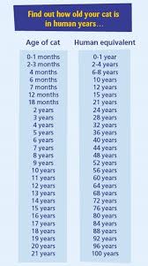 Ages and stages a new chart helps pet parents calculate their cats' age in relation to human years by dr. Choosing A Cat Make The Right Choice For You Cats Protection