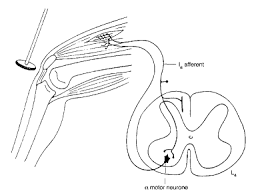 tendon reflex an overview