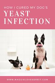 treat my dog s yeast skin infection at