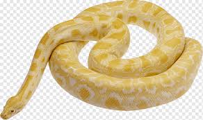 snake morelia boeleni carpet python