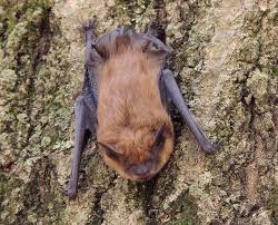 Bats May Benefit From Wildfire Uc Davis