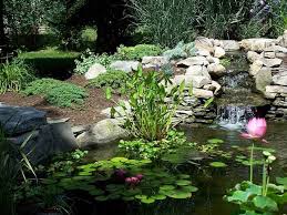 building a pond in your backyard