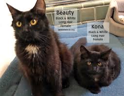 Find out how to adopt a kitten quick & easy. Black Kitten Adoption The Y Guide