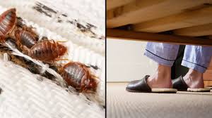 bed bugs are in your carpet
