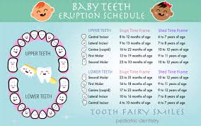 Teeth Eruptions Baby And Permanent Teeth Timeline Tooth