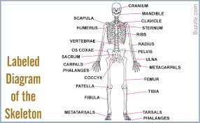 Bones In The Human Body Labeled Diagram Of The Skeleton