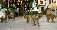 Sacred Monkeys Rule Over Temple In Nepal - The Dodo